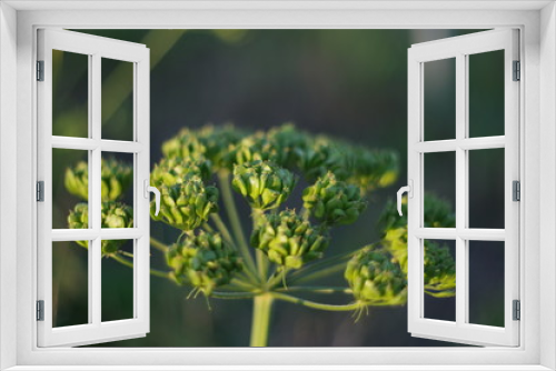 Fototapeta Naklejka Na Ścianę Okno 3D - close up of a green plant