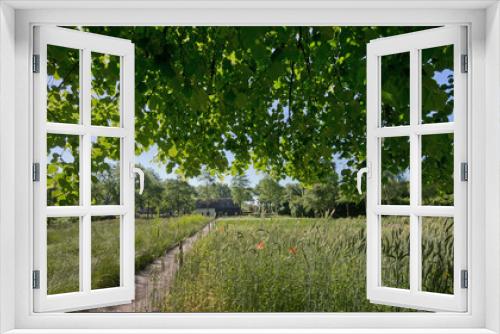 Fototapeta Naklejka Na Ścianę Okno 3D - Landscapes and fields. Wheat. Historic farming. Maatschappij van Weldadigheid Frederiksoord Drenthe Netherlands