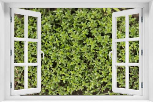 Fototapeta Naklejka Na Ścianę Okno 3D - green plant Thyme close-up on a flower bed