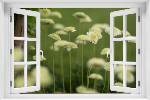 Fototapeta Naklejka Na Ścianę Okno 3D - white anemone flowers on a background of green grass