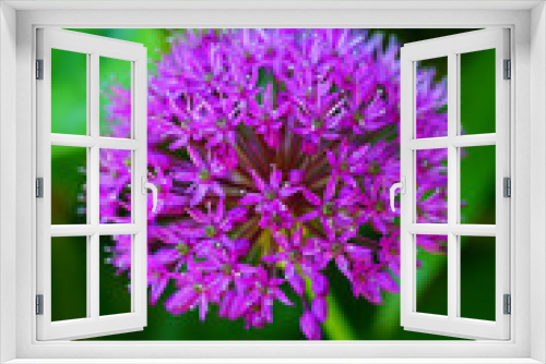 Fototapeta Naklejka Na Ścianę Okno 3D - Purple globe allium flower in the spring