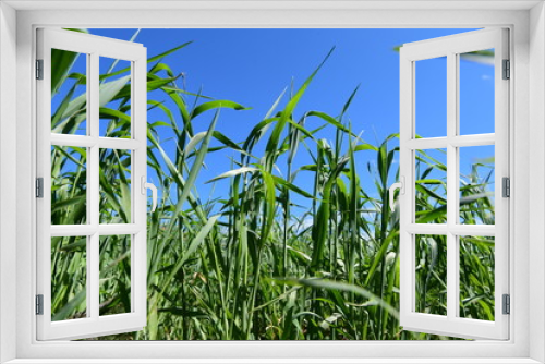 Fototapeta Naklejka Na Ścianę Okno 3D - corn field against blue sky