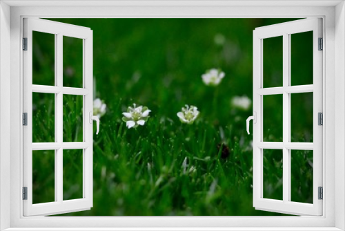 Fototapeta Naklejka Na Ścianę Okno 3D - white flowers in grass