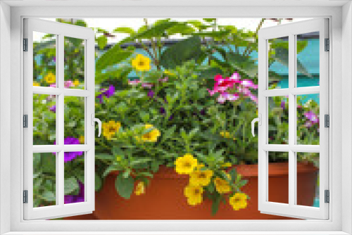 Fototapeta Naklejka Na Ścianę Okno 3D - Flower Pot Arrangement