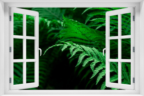 Fototapeta Naklejka Na Ścianę Okno 3D - Tropical Green Leaves Fern Nature background close-up bush UFO
