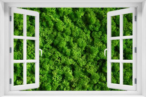 Fototapeta Naklejka Na Ścianę Okno 3D - Natural texture of reindeer moss. Decorative green moss plant on the wall. Art background with copy space. Picture from organic material. Office style, interior design elements.