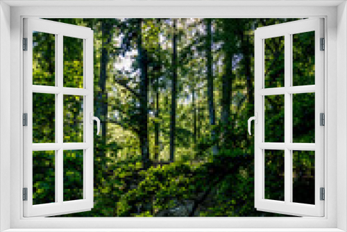 Fototapeta Naklejka Na Ścianę Okno 3D - Sonnenstrahlen durchdringen dunklen Wald