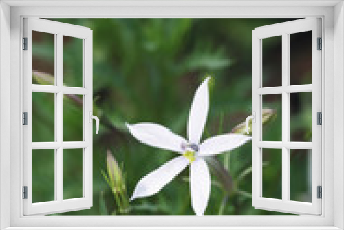 Fototapeta Naklejka Na Ścianę Okno 3D - White flower