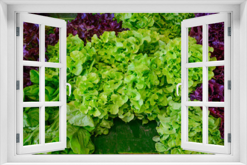 Fototapeta Naklejka Na Ścianę Okno 3D - Close up green and purple Lettuce vegetable.