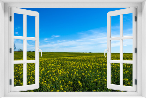 Fototapeta Naklejka Na Ścianę Okno 3D - Beautiful field of green and light yellow rape with one tree. Meadow with forest. Growing seeds of agricultural crops. Spring sunny panorama landscape blue sky, clouds. Wallpaper of nature in Belarus