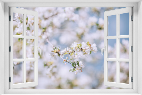 Fototapeta Naklejka Na Ścianę Okno 3D - Spring blooming tree, white flowers on trees, sunny spring day, bright blue sky