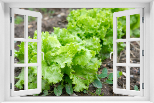 Fototapeta Naklejka Na Ścianę Okno 3D - Salade du jardin