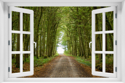 Fototapeta Naklejka Na Ścianę Okno 3D - Country road through a small forest