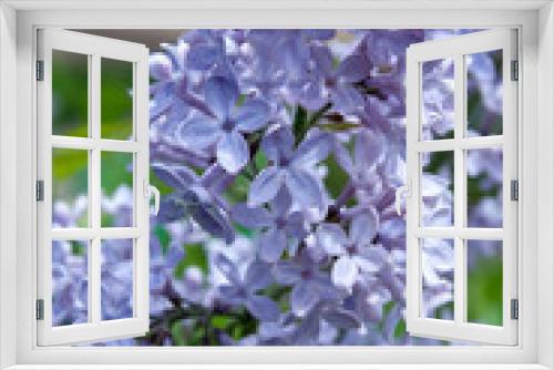 Fototapeta Naklejka Na Ścianę Okno 3D - Bright purple beautiful lilac blossom in spring, close up of lilac branches with fragrant flowers, natural floral background.