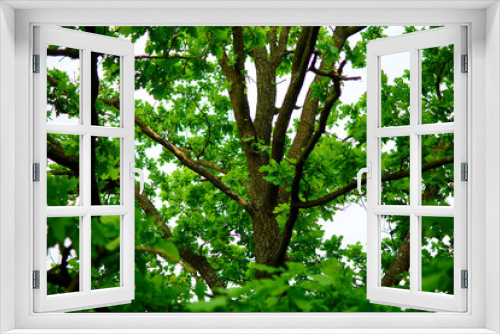 Fototapeta Naklejka Na Ścianę Okno 3D - Oak branches with green leaves.