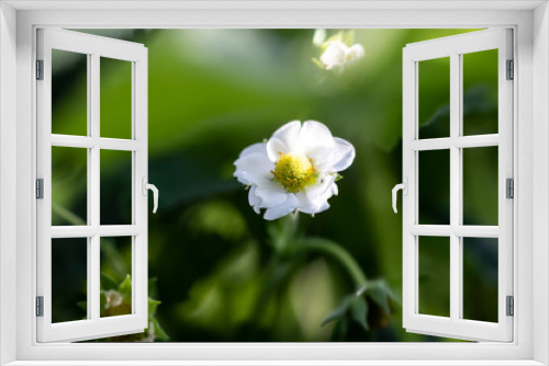 Fototapeta Naklejka Na Ścianę Okno 3D - white flower in the garden