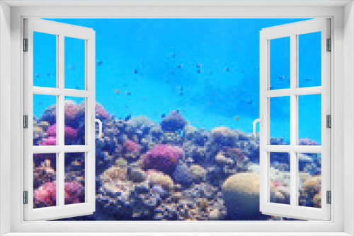 Fototapeta Naklejka Na Ścianę Okno 3D - coral reef in Egypt