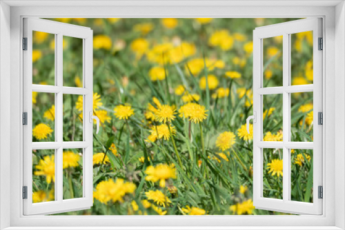 Fototapeta Naklejka Na Ścianę Okno 3D - Field of Blooming Yellow Dandelions