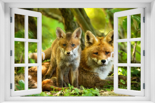 Fototapeta Naklejka Na Ścianę Okno 3D - Enchanting red fox, vulpes vulpes, family resting in green summer forest near den. Little cub standing close to its lying mother between trees at sunrise. Concept of animal proximity.