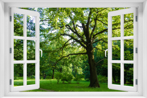 Fototapeta Naklejka Na Ścianę Okno 3D - photo of a big tree