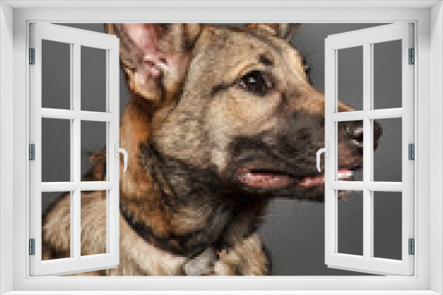 Fototapeta Naklejka Na Ścianę Okno 3D - brown young dog mongrel