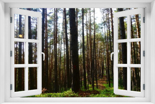 Fototapeta Naklejka Na Ścianę Okno 3D - im Wald