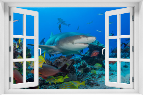 Fototapeta Naklejka Na Ścianę Okno 3D - Lemon shark