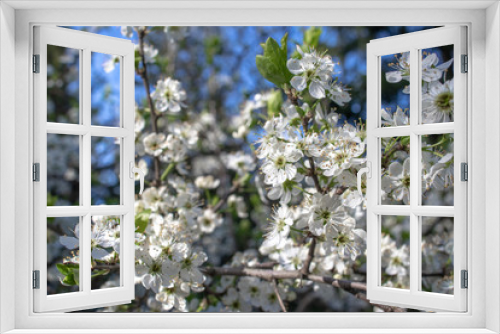 Fototapeta Naklejka Na Ścianę Okno 3D - Blooming and blossoming apple or plum tree branches with white flowers on a sunny spring day with blue sky tree branch with beautiful flowers