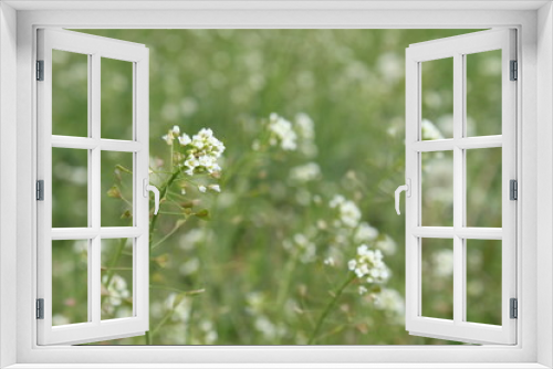 Fototapeta Naklejka Na Ścianę Okno 3D - field of daisies