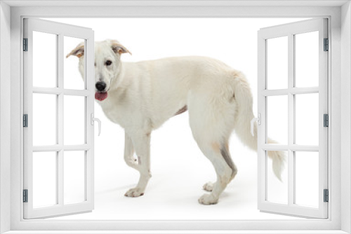 Fototapeta Naklejka Na Ścianę Okno 3D - Large white pet dog walking isolated