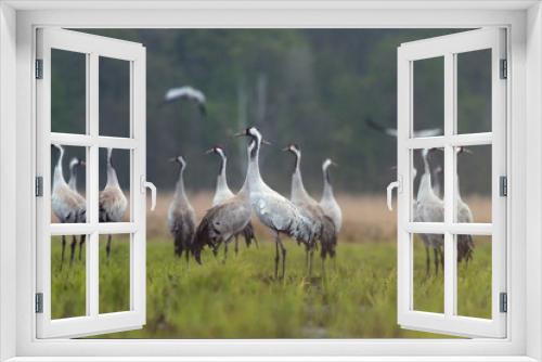 Fototapeta Naklejka Na Ścianę Okno 3D - Common crane (Grus grus) in the wild. Early morning on swamp erens.