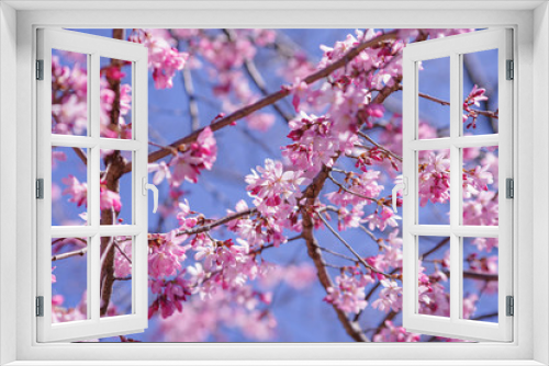 Fototapeta Naklejka Na Ścianę Okno 3D - 枝垂桜　shidarezakura