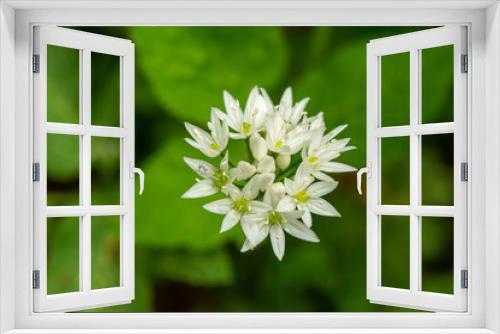 Fototapeta Naklejka Na Ścianę Okno 3D - Allium ursinum L.