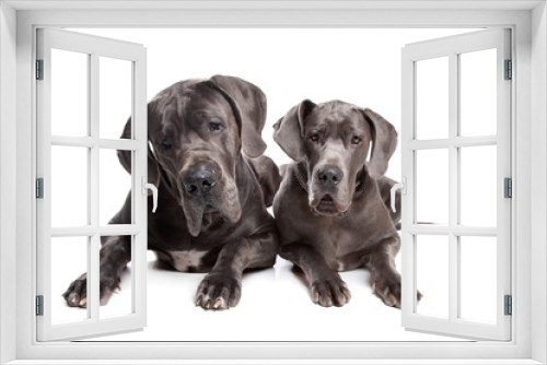 Fototapeta Naklejka Na Ścianę Okno 3D - Two grey great Dane dogs