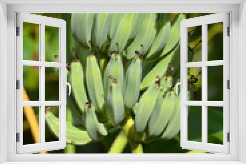 Fototapeta Naklejka Na Ścianę Okno 3D - many green bananans in rows