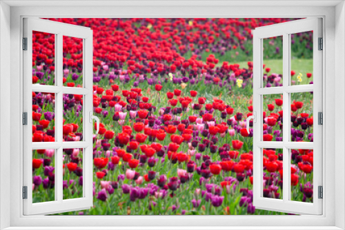 Fototapeta Naklejka Na Ścianę Okno 3D - Large flower bed with red and purple tulips in a park in Rotterdam, The Netherlands in springtime