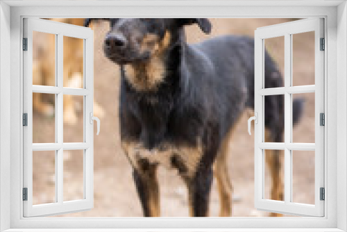 Fototapeta Naklejka Na Ścianę Okno 3D - 
Dog shelter. A black dog in a cage is waiting for its owner