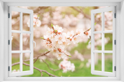 Fototapeta Naklejka Na Ścianę Okno 3D - Apricot tree blossoms