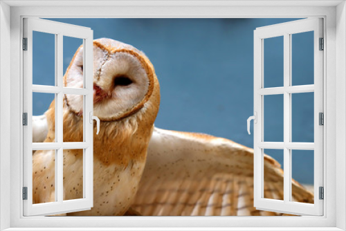 Fototapeta Naklejka Na Ścianę Okno 3D - close up shot of barn owl face, owl face close up