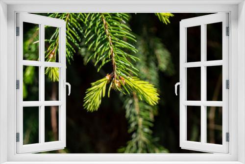 Fototapeta Naklejka Na Ścianę Okno 3D - frische Triebe eines Nadelbaumes