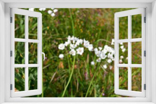 Fototapeta Naklejka Na Ścianę Okno 3D - Allium neapolitanum