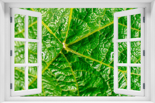 Fototapeta Naklejka Na Ścianę Okno 3D - green leaf texture closeup. Malva plant leaf