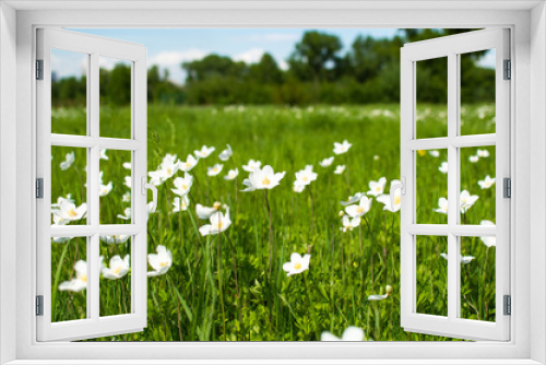 Fototapeta Naklejka Na Ścianę Okno 3D - white wildflowers on blurred background