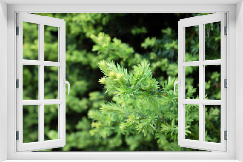 Fototapeta Naklejka Na Ścianę Okno 3D - Taxus baccata L. (Common yew), outdoor plants 2020