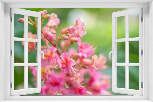 Fototapeta Naklejka Na Ścianę Okno 3D - Kastanie Rosa Kastanienblüte 