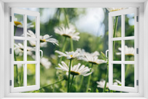 Fototapeta Naklejka Na Ścianę Okno 3D - Ohama daisy backlit in spring，Leucanthemum maximum (Ramood) DC.