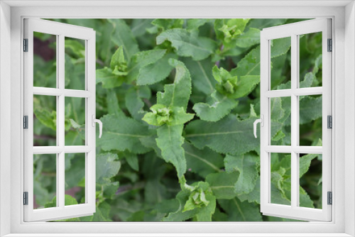 Fototapeta Naklejka Na Ścianę Okno 3D - Salvia nemorosa (Amethyst), outdoor plants 2020