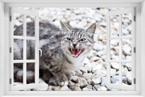 Fototapeta Naklejka Na Ścianę Okno 3D - wildcat