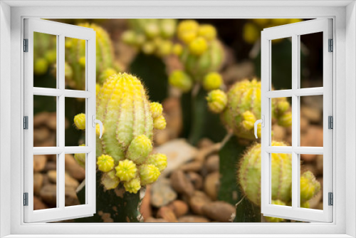Fototapeta Naklejka Na Ścianę Okno 3D - A group of yellow succulent cactus in garden stones. Beautiful cactus with an oval shape and small sharp spines for room decor. (Gymnocalycium Mihanovichii)