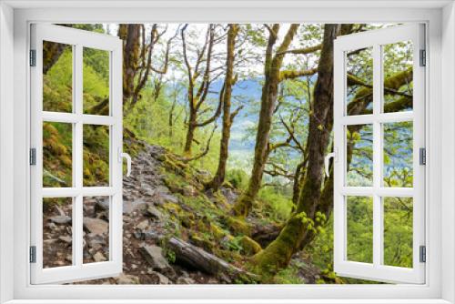 Fototapeta Naklejka Na Ścianę Okno 3D - A hiking trail through a green forest